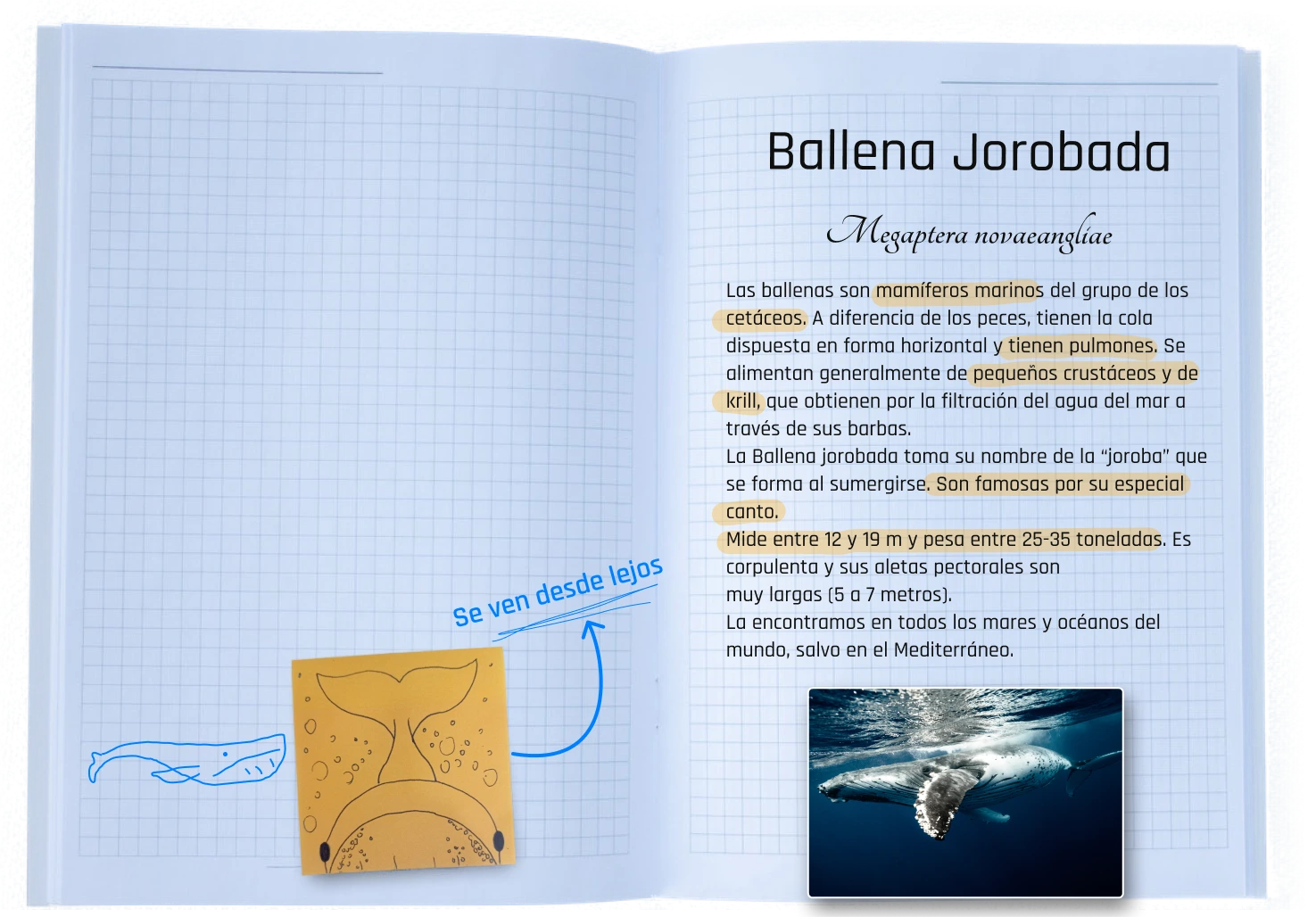 Carpeta Info Ballena